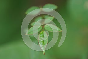 Green rose leaf. Macro, background.