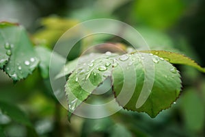 Green rose leaf macro dew drops. Summer natural background