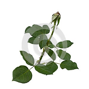 Green rose leaves isolated on a white background
