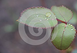 Green rose leaves with waterdrops macro