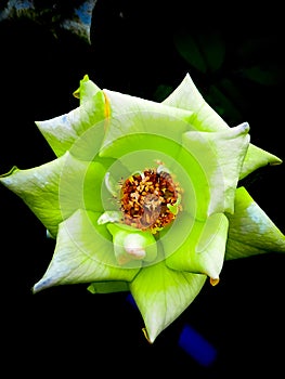 A green rose macro shot