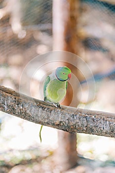 Green rose-ringed parrot sitting on a perch in a cage