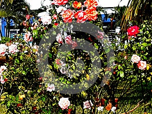 Green tree red white rose flowers and green background