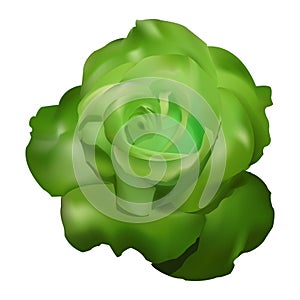 Green rose vector