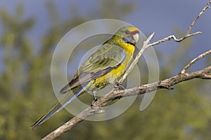 Green Rosella Parrot perched on branch photo
