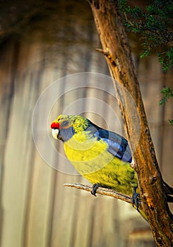 Green rosella or Platycercus caledonicus perch on a branch in Australia