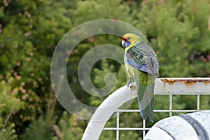 Green rosella, Tasmanian rosella parrot bird with yellow head, r