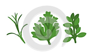 Green Rosemary, Parsley and Thyme as Wok Asian Food Ingredient Vector Set