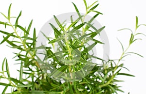 Green rosemary on a white background. The smell of fresh rosemary sprigs improves human memory photo