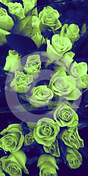 Green roses