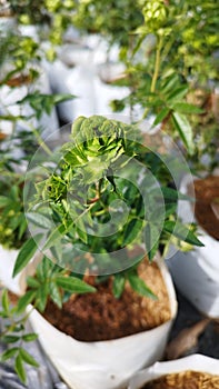 Green roses in the garden of Thailand