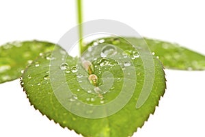 Green roses leaves with waterdrops