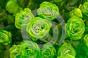 Green roses symbolize renewal, fertility, and rejuvenation of spirit and energy. They are associated with plentifulness and