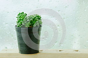 Green Rosette Succulent in Black pot