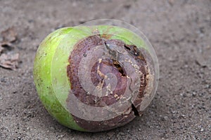 Green rotten apple