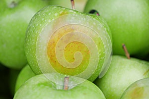 green rotten apple on white background