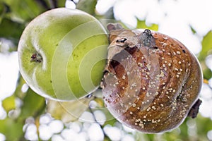 Green and rotten apples with Flesh-fly and mold on apple tree