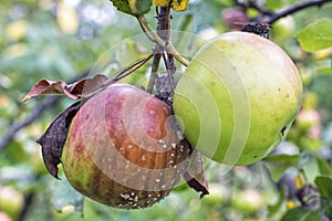 Green and rotten apples with Flesh-fly and mold on apple tree