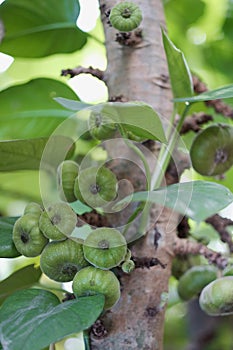 Green round flat fruit of a tropical plant