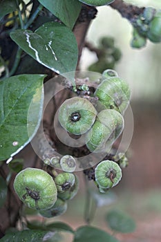 Green round flattened fruits of a tropical plant