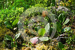 Green round leaves of Bergenia crassifolia among forest thickets. Bodan on moist moss soil. Plant is demanding of water