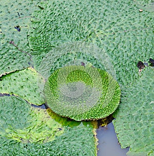 Green round leaves of water plants unique photo