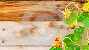 Green, round nasturtium nasturtian leaves and flower bud, an edible flower and leaf variety, on a wood background, for copy