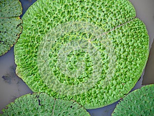 Green round shape water plants in a lake
