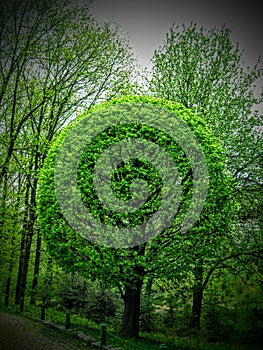 Green round tree