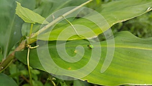 Green rounded Issid Planthopper perched on a leaf. Shot in jungle. photo