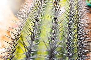 Green rounded mexico cactus pattern with sharp spikes in front of the wall
