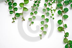 Green Roundleaf bindweed on the White Blackground