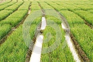 Green Row of onion tree at organic farm