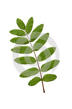 Green rowan leaf on white.
