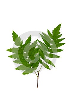 Green Rowan leaf on white background
