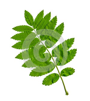 Green Rowan leaf on a white background