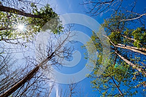 Green rowns of birch and pine trees against the blue sky in spring