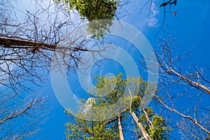 Green rowns of birch and pine trees against the blue sky in spring