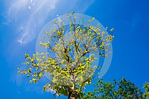 Green rowns of birch and pine trees against the blue sky in spring