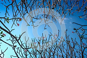 Green rowns of birch and pine trees against the blue sky in spring