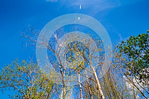 Green rowns of birch and pine trees against the blue sky in spring