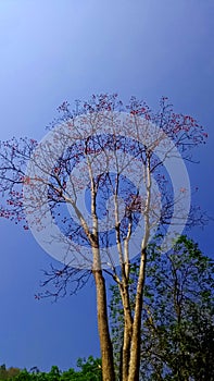 Green rowns of birch and trees against the blue sky in spring