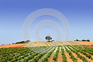 Green rows vineyard field