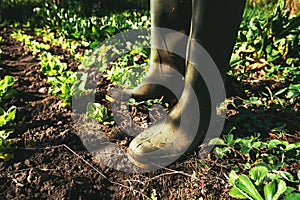 Green rubber gardening boots in organic vegetable garden, farm worker standing on homegrown produce plantation