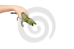 Green rubber lizard toy with kid hand, isolated on white background. copy space template