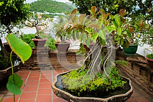 Green rubber plant pipal bonsai in the clay pot. Po Nagar, Nha Trang, vietnam photo