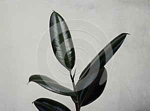Green rubber plants on dark background
