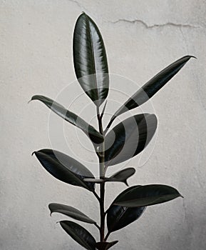 Green rubber plants on dark background