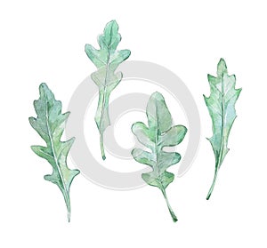 Green rucola leaf isolated on whte