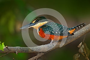 Green-and-rufous Kingfisher, Chloroceryle inda, green and orange bird sitting on tree branch, bird in nature habitat, Baranco Alto